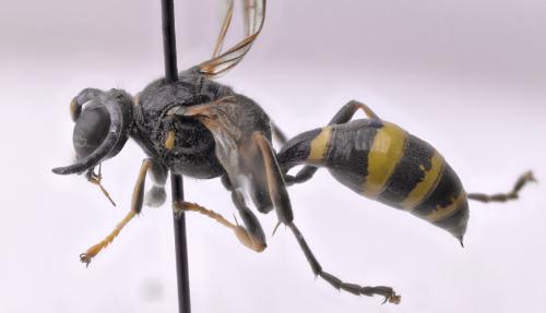 Gorytes laticinctus